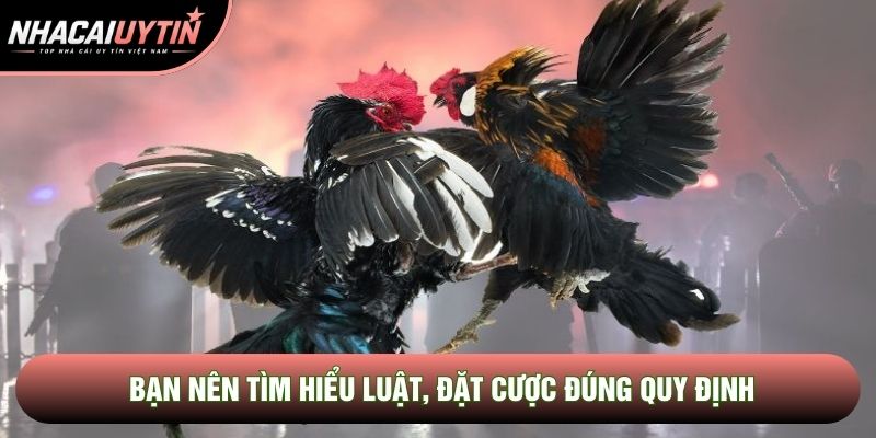 Bạn nên tìm hiểu luật, đặt cược đúng quy định