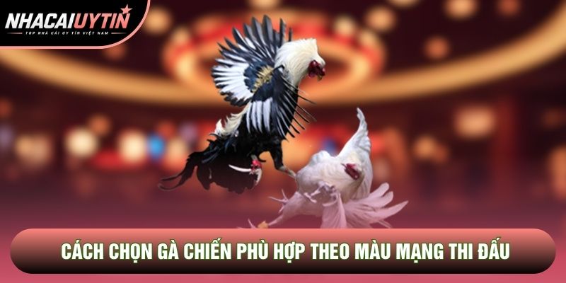 Cách chọn gà chiến phù hợp theo màu mạng thi đấu Cách chọn gà chiến phù hợp theo màu mạng thi đấu