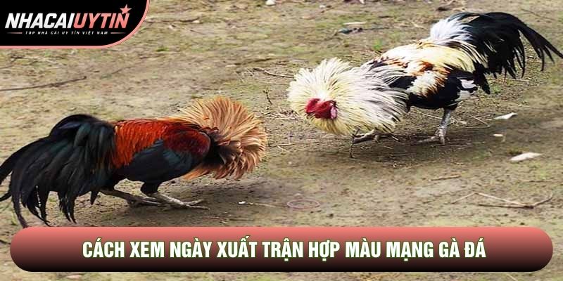 Cách xem ngày xuất trận hợp màu mạng gà đá Cách xem ngày xuất trận hợp màu mạng gà đá