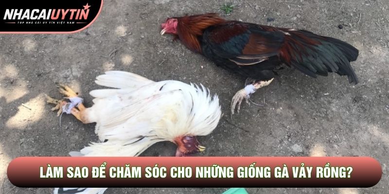 Làm sao để chăm sóc cho những giống gà vảy rồng? Làm sao để chăm sóc cho những giống gà vảy rồng?